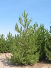 Austrian Pine