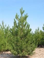 Austrian Pine