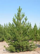 Austrian Pine