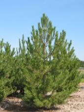 Austrian Pine