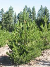 Austrian Pine