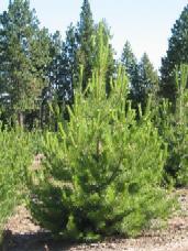 Austrian Pine