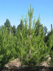 Austrian Pine