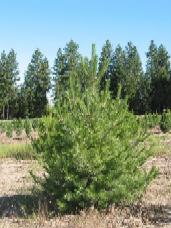 Austrian Pine