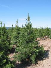 Border Pine