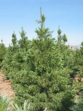 Border Pine