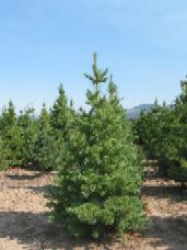 Border Pine