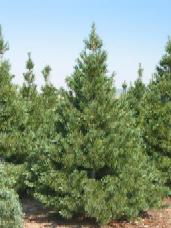 Border Pine