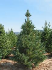 Border Pine