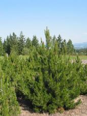 Bosnian Pine