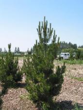 Bosnian Pine