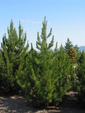 Bosnian Pine