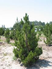 Bosnian Pine