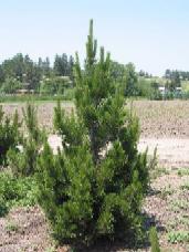 Bosnian Pine