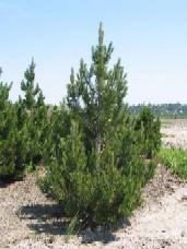 Bosnian Pine