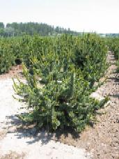 Bristlecone Pine