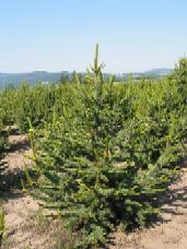 Bristlecone Pine