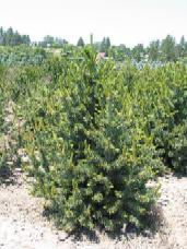 Bristlecone Pine