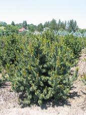 Bristlecone Pine