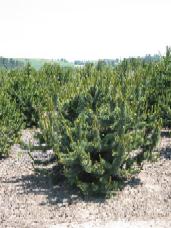 Bristlecone Pine